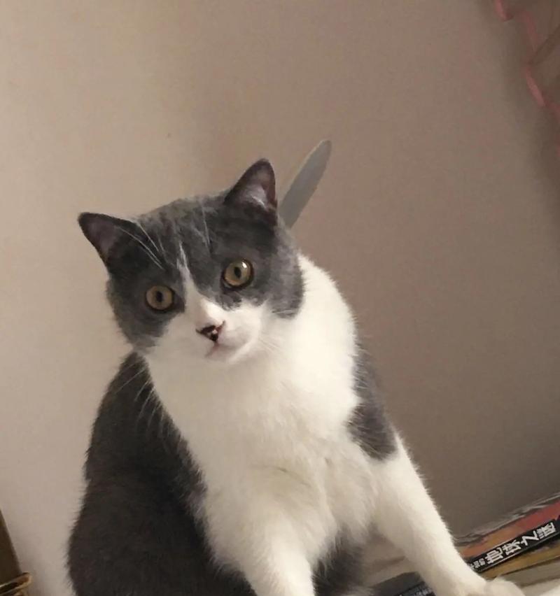 灰白帅小猫适合哪种猫粮？