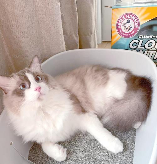 用铁锤测试猫粮真假怎么测？这种方法真的有效吗？