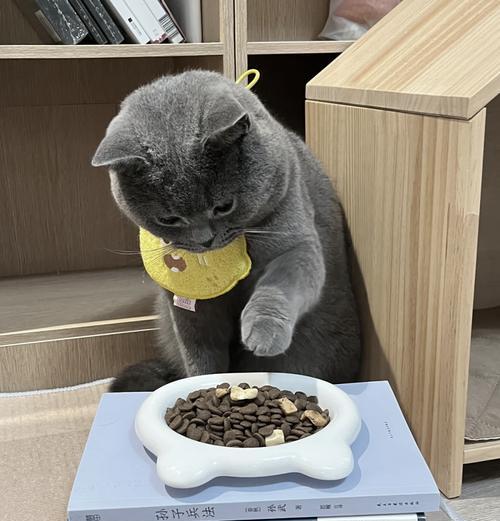 如何在猫屋中正确喂食猫粮？