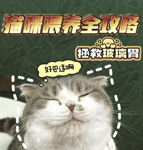如何在猫屋中正确喂食猫粮？