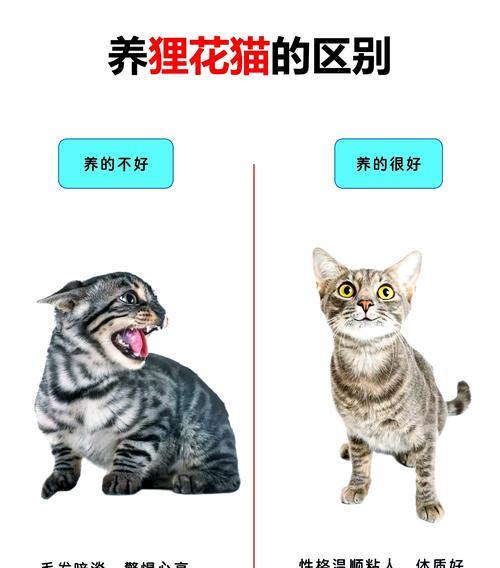 猫咪为何会乱吃猫粮而无事？