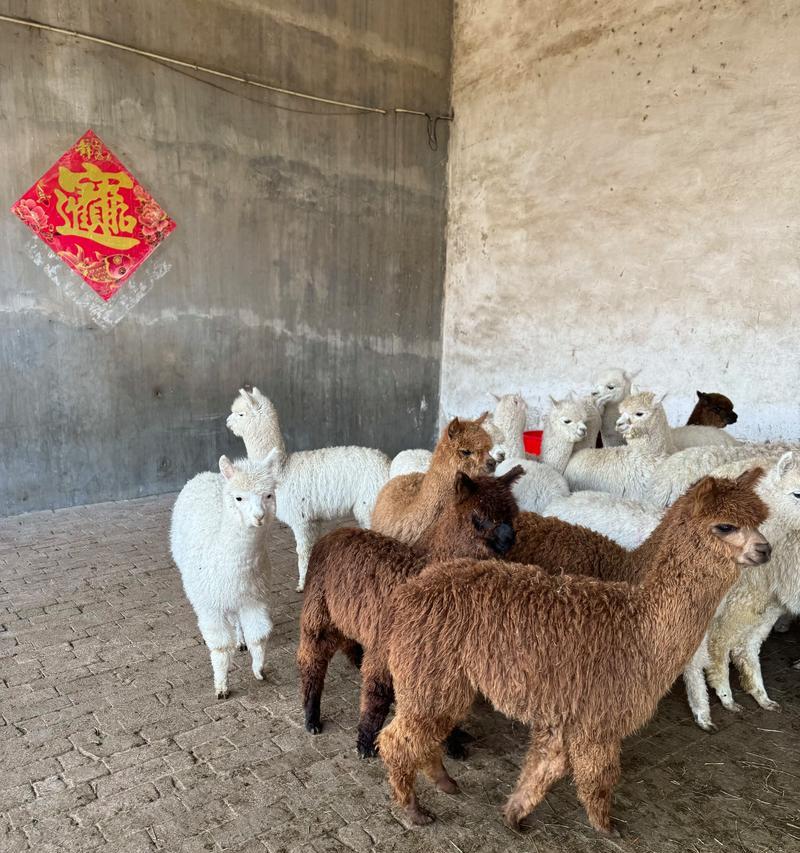 羊驼基地大理怎么样好吃吗？体验和美食推荐是什么？