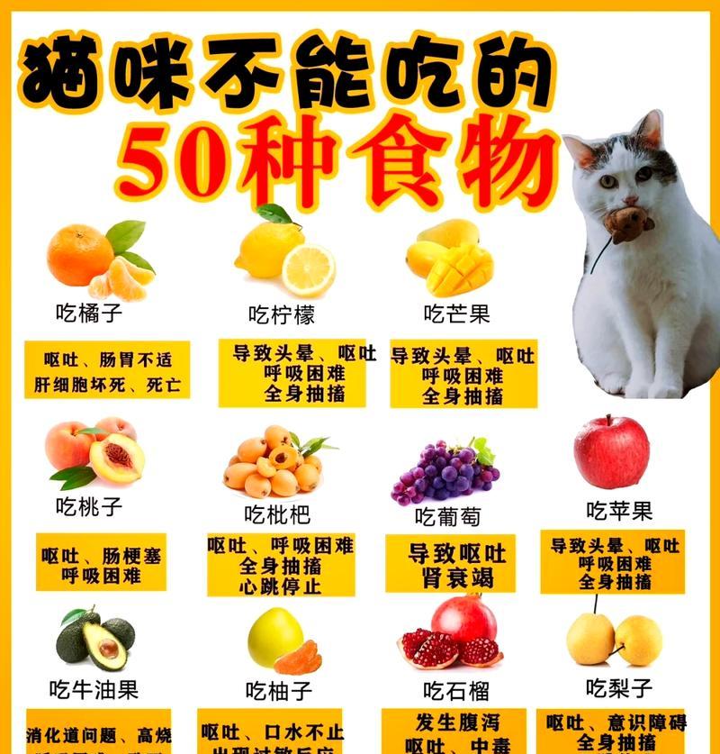 小猫呕吐后需要禁食多久？如何判断何时恢复喂食？