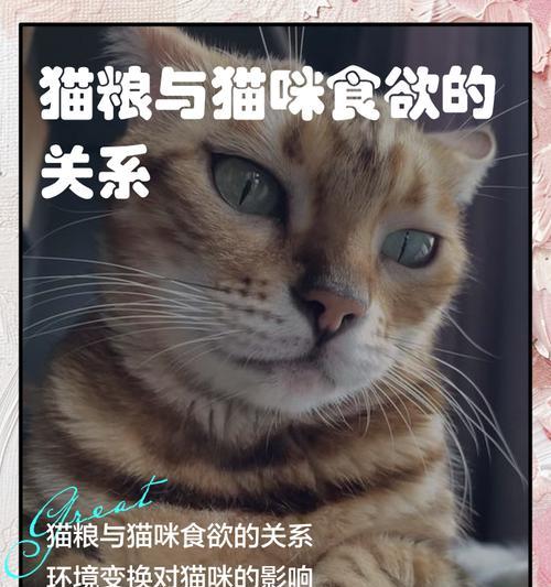 猫为何会在晚上吃猫粮？