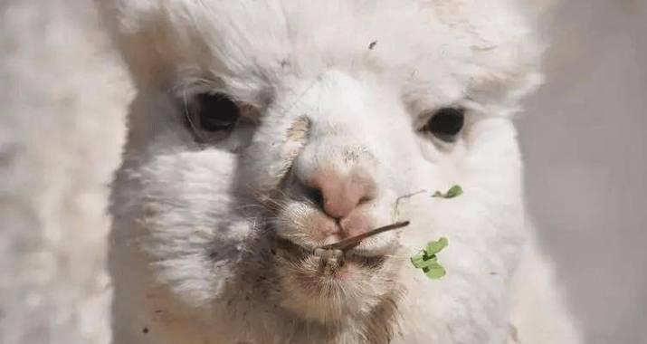 羊驼吐口水是出于什么原因？