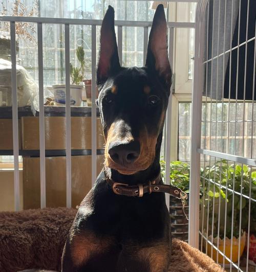 3个月杜宾犬一顿吃多少钱的狗粮是正常的？如何合理喂食？