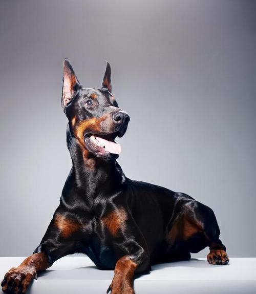3个月杜宾犬一顿吃多少钱的狗粮是正常的？如何合理喂食？