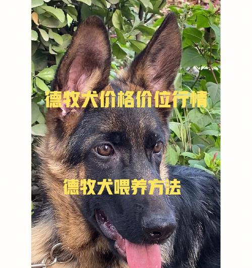德牧入手价格是多少？如何判断德牧的合理售价？