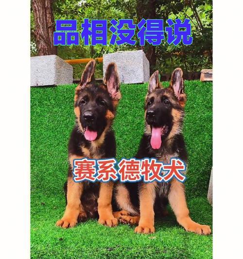 德牧入手价格是多少？如何判断德牧的合理售价？