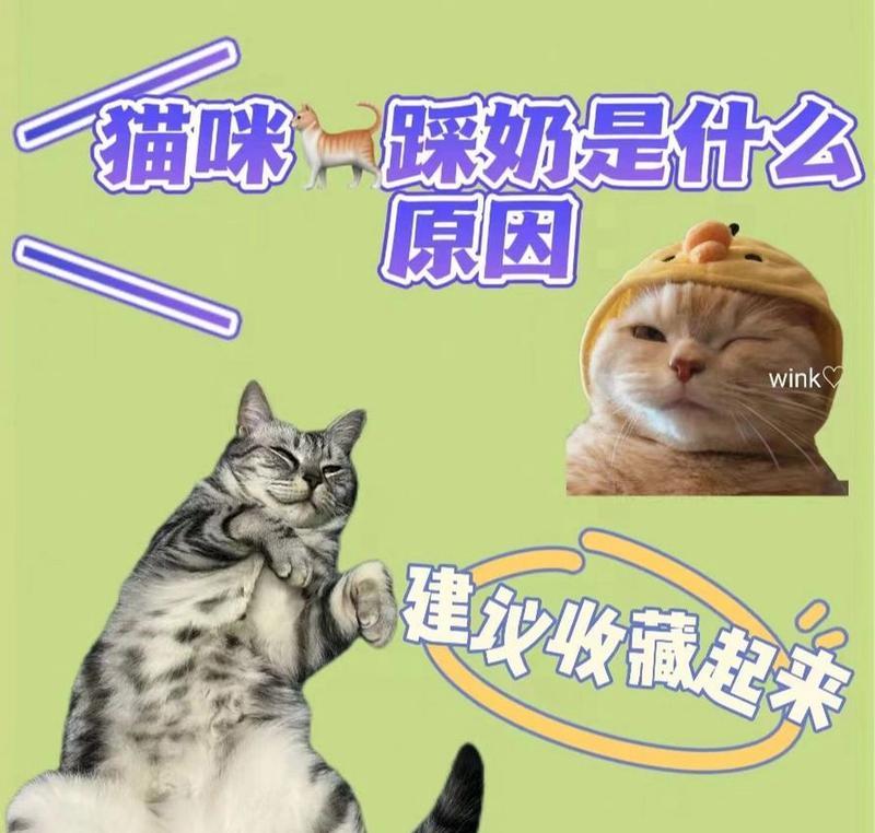 猫踩奶表示不喜欢猫粮吗？猫咪踩奶行为的真正含义是什么？
