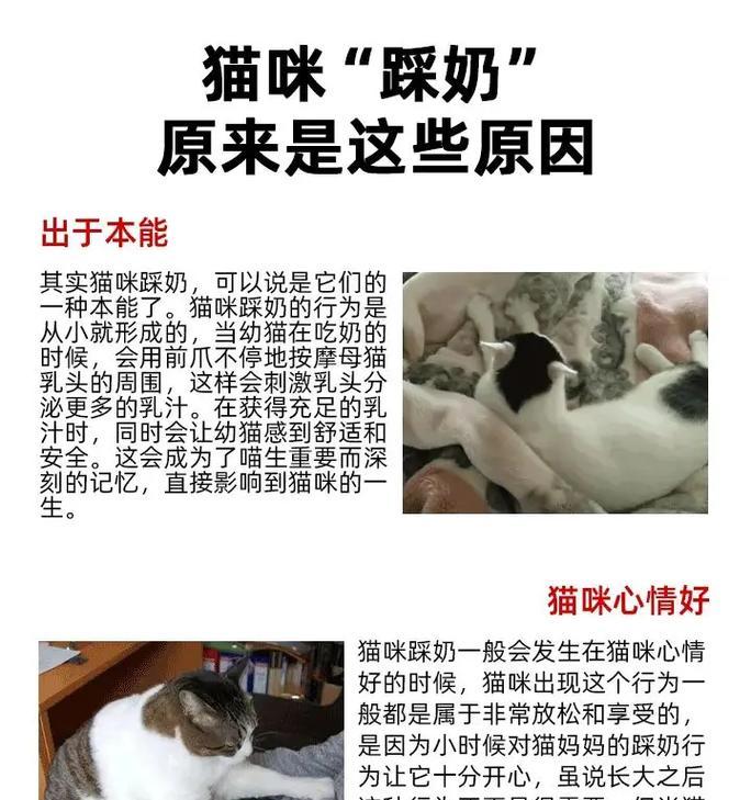 猫踩奶表示不喜欢猫粮吗？猫咪踩奶行为的真正含义是什么？