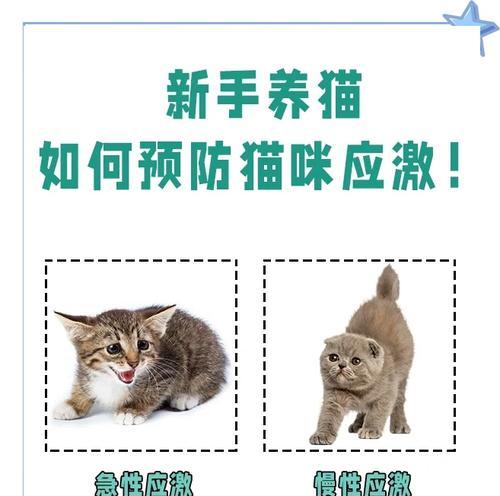 猫粮不慎砸到猫该如何处理？怎样预防类似情况发生？