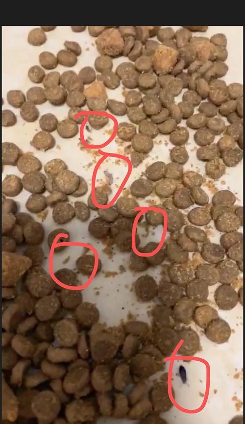 猫粮发酵出现蛆虫怎么处理？如何预防猫粮发酵产生蛆？