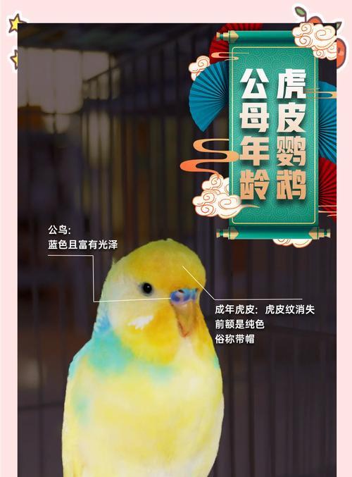 虎皮鹦鹉能活到多大岁数？虎皮鹦鹉的寿命有多长？