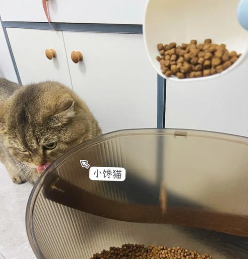 油桶如何改造制作猫粮？