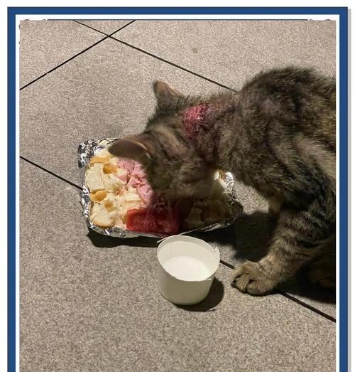 油桶如何改造制作猫粮？