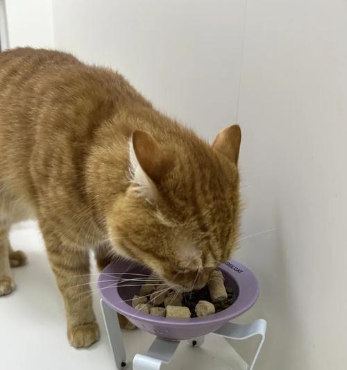猫咪吃猫粮粘嘴怎么办？如何避免这种情况发生？