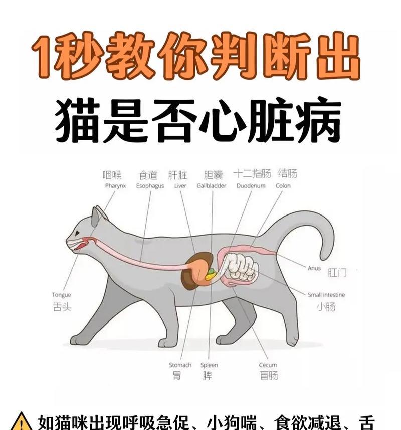 猫粮与猫咪心脏病的关系是什么？