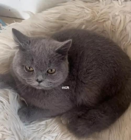 捡到蓝猫后如何处理？不归还猫粮会有什么后果？