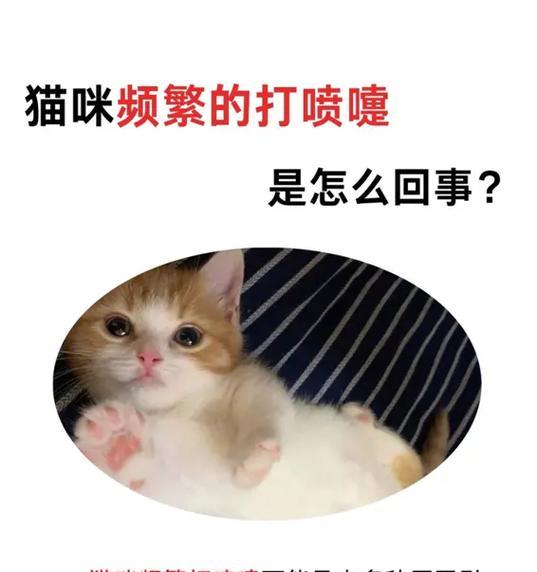 猫咪吃猫粮时打喷嚏有何原因？