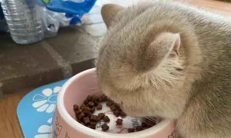 猫吃朋友的宠物猫粮会怎么样？对健康有何影响？