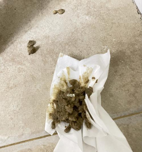 小猫吐出褐色猫粮是什么原因？
