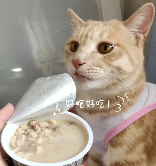 猫粮肉汤怎么吃？有哪些健康吃法？