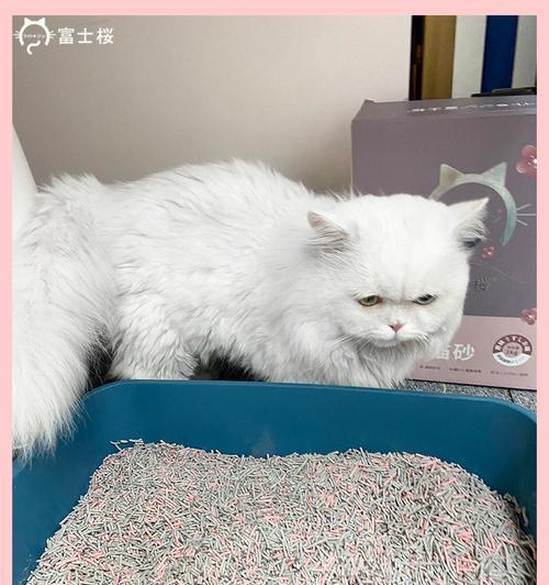 塔城猫粮猫砂质量如何？使用体验好不好？
