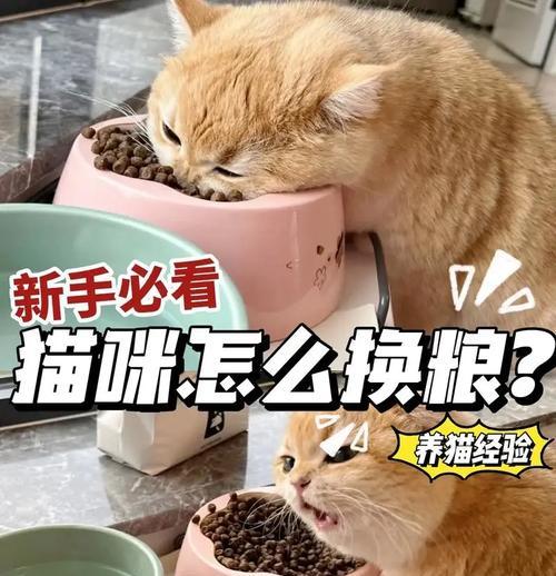 猫刚刚换粮怎么喂养好呢？换粮期间的注意事项有哪些？