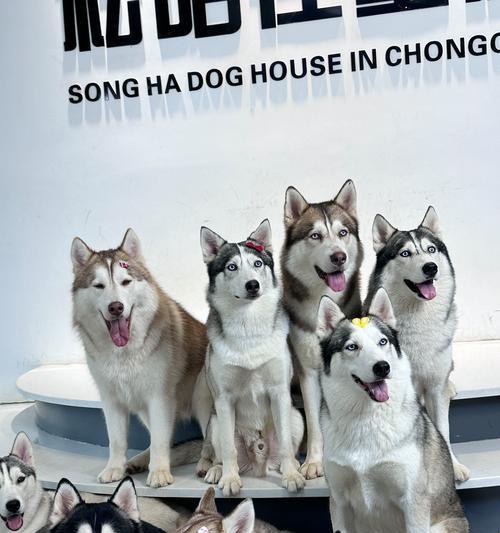 军犬与哈士奇哪个好驯养些