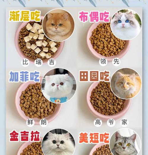 猫球和猫粮有何不同？猫咪更喜欢哪个？