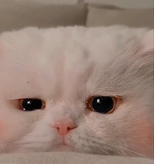 猫咪委屈表情包背后的含义是什么？