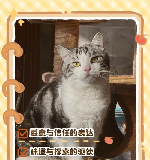 猫咪吃完猫粮后舔你的行为代表什么？