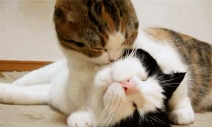 猫咪吃完猫粮后舔你的行为代表什么？