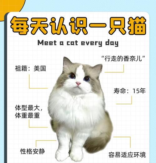 布偶猫吃虾壳会过敏吗？如何预防宠物食物过敏？