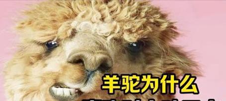 羊驼吐水对人有影响吗？