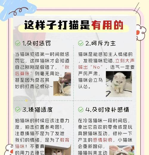 如何训练猫咪习惯吃猫粮？