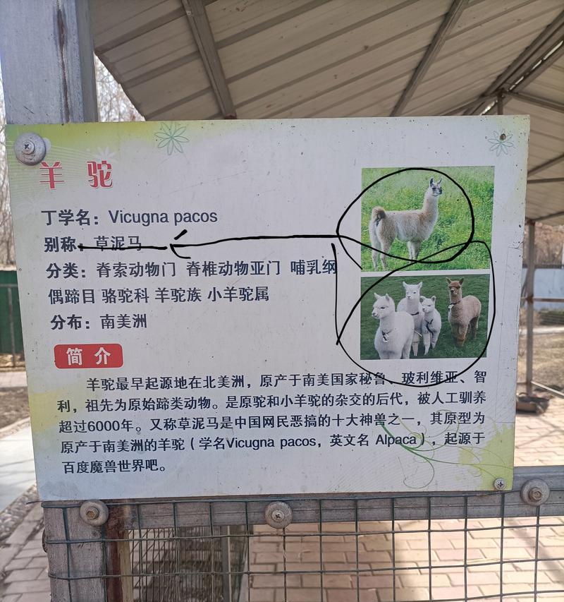 如何为拥有羊驼的网咖取一个吸引人的名字？