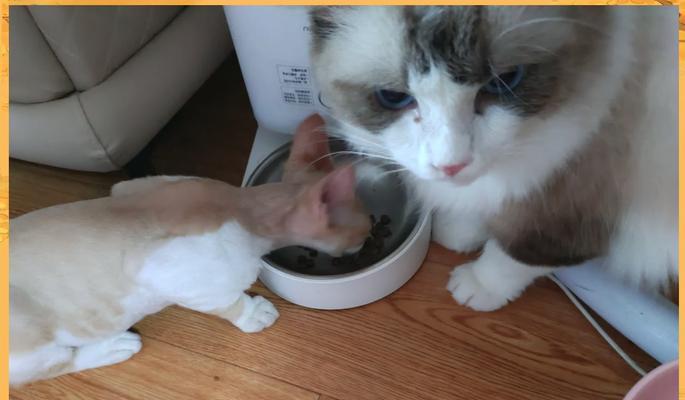 喂食猫条和猫粮后猫咪会有何反应？