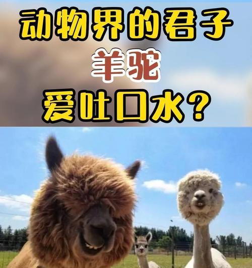 羊驼口水吓狗怎么安抚？
