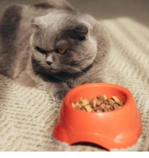 猫咪为何在倒了猫粮后不吃？