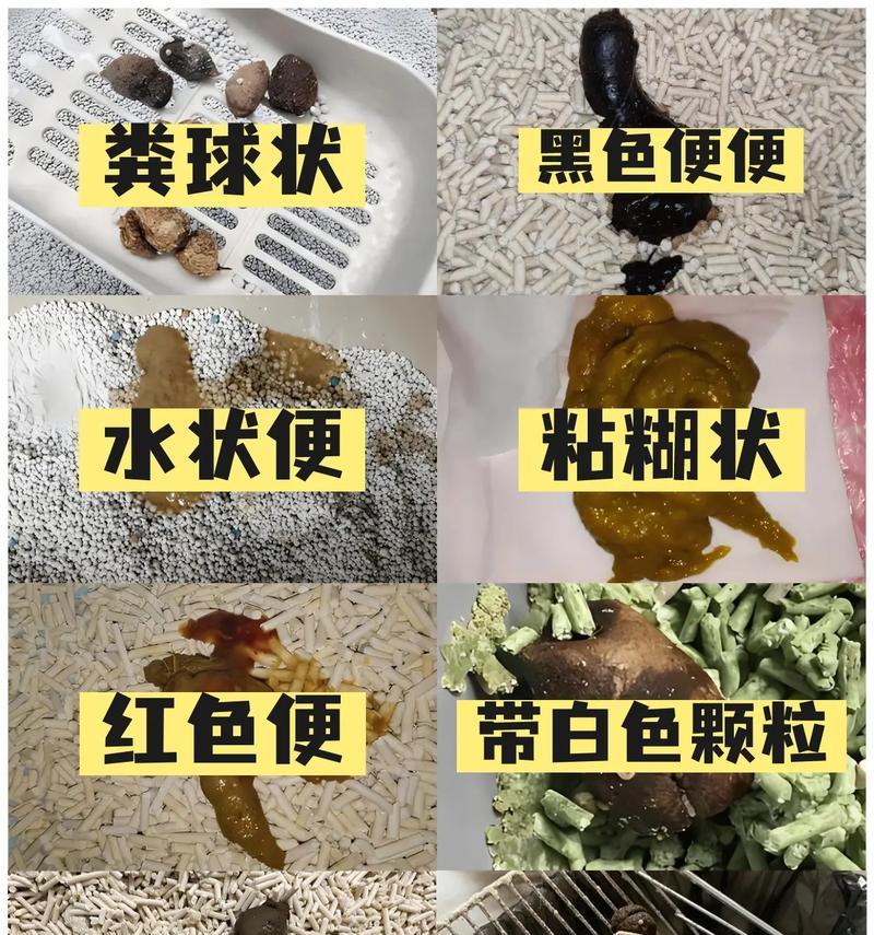 风干猫粮导致排便臭怎么办？可能的原因是什么？