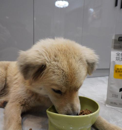 特价猫粮安全吗？吃了特价猫粮会有什么影响？