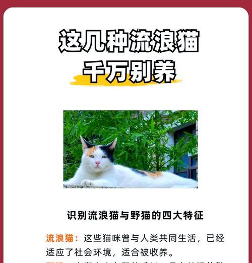 流浪猫为什么不吃猫粮？如何让流浪猫接受猫粮？