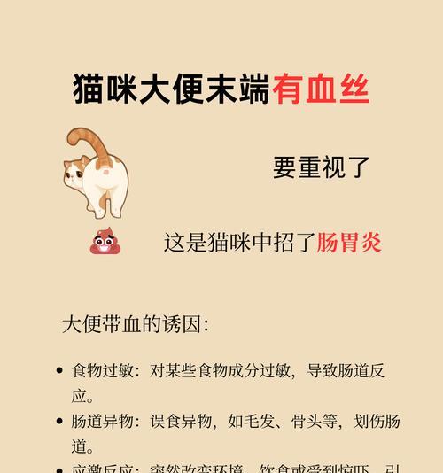 猫粮导致便血怎么办？需要服用什么药物？