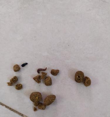 猫粮中常见的虫子有哪些种类？