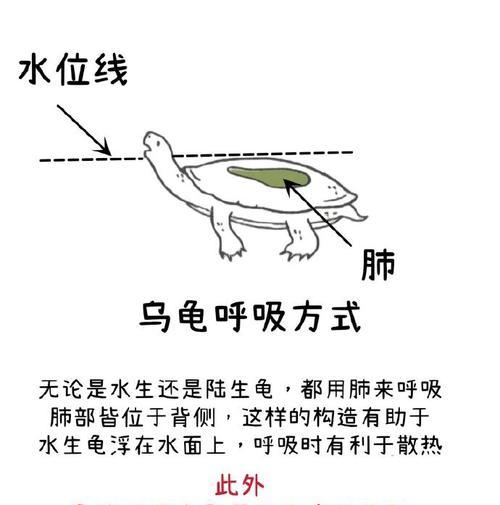 小巴西龟老是张嘴呼吸怎么办？如何判断和处理巴西龟的呼吸问题？