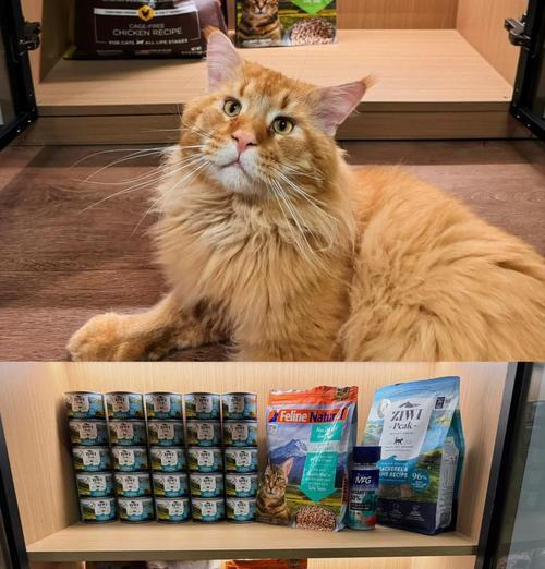 缅因猫吃全价猫粮的正确方法是什么？