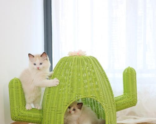 自动投粮猫窝的安装步骤是什么？