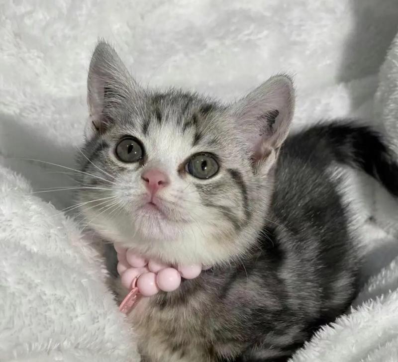 美短什么时候喂猫粮比较好？美短猫的最佳喂食时间是什么时候？
